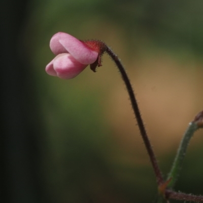 Pullenia gunnii