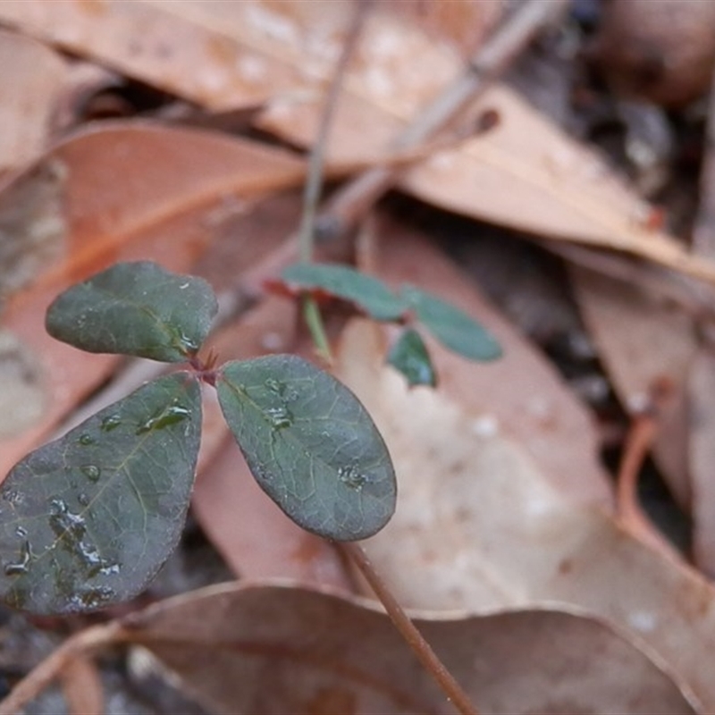 Pullenia gunnii