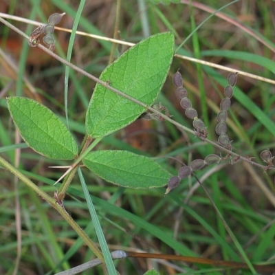 Desmodium rhytidophyllum