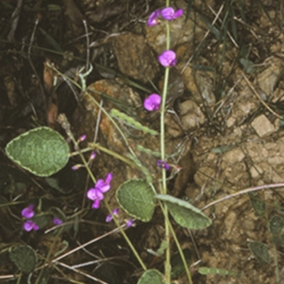 Desmodium rhytidophyllum