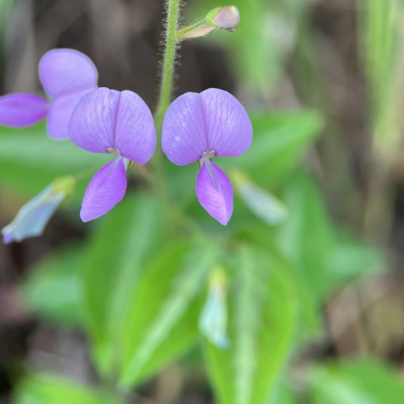 Desmodium uncinatum