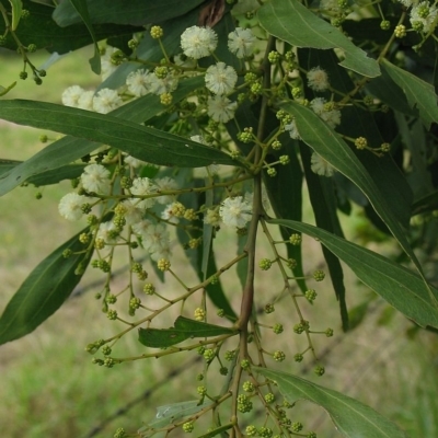 Acacia binervata