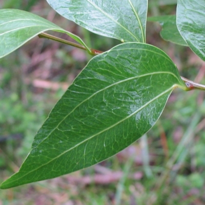 Acacia binervata