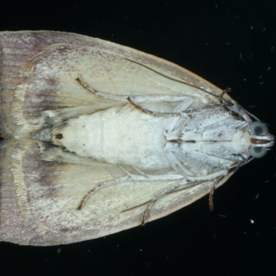 Detounda leptoplasta