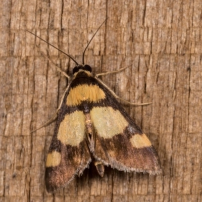 Deuterarcha xanthomela