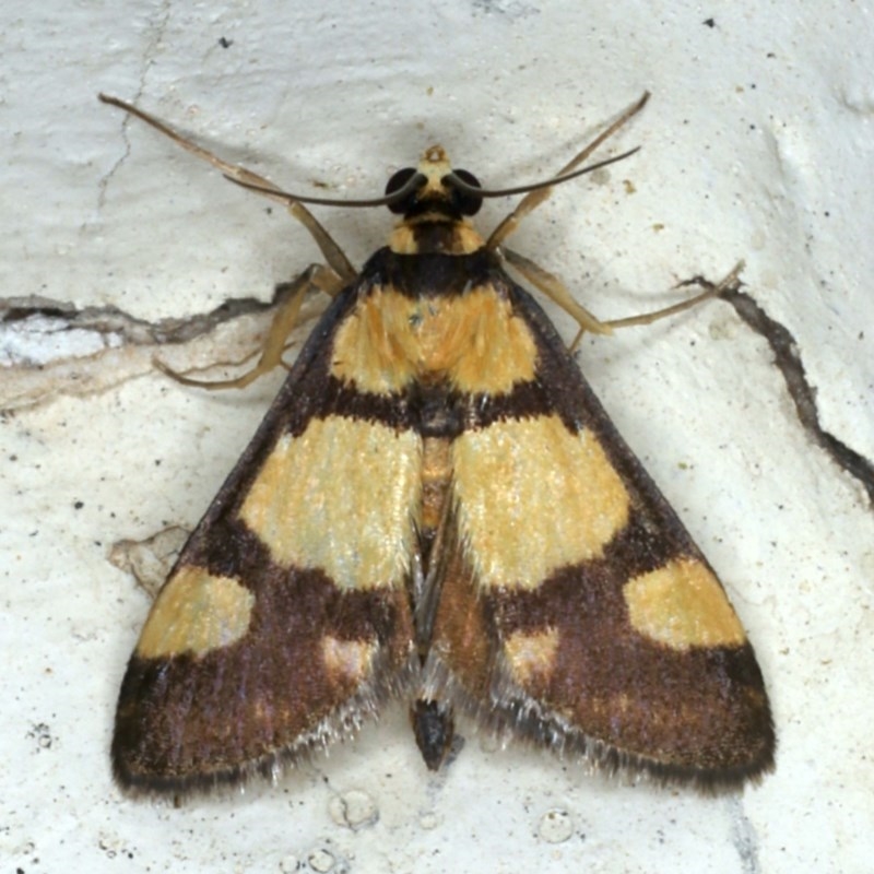 Deuterarcha xanthomela