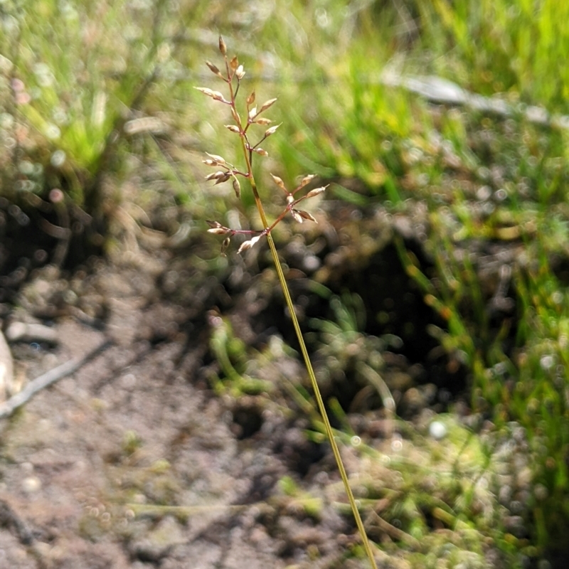 Deyeuxia gunniana