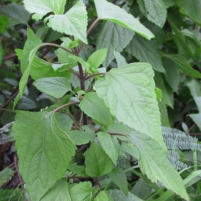 Ageratina adenophora