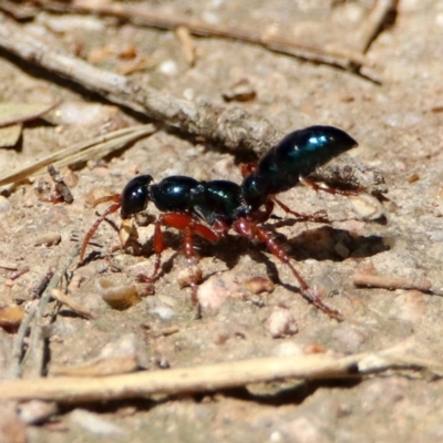 Diamma bicolor