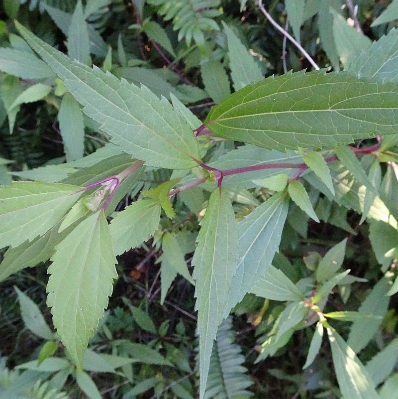 Ageratina riparia