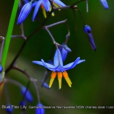 Dianella caerulea