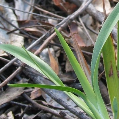 Dianella caerulea