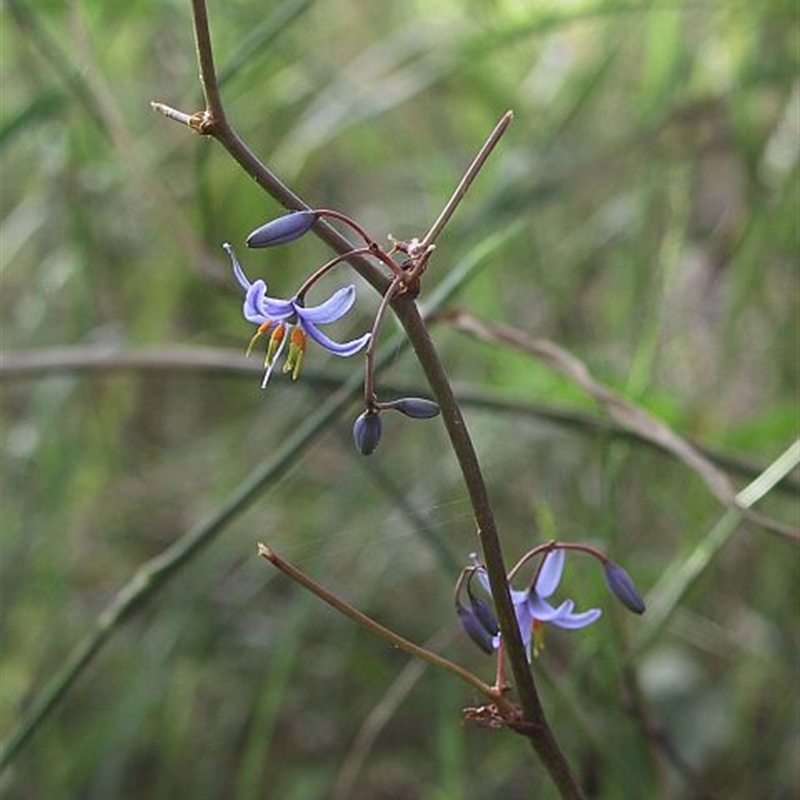 Dianella caerulea