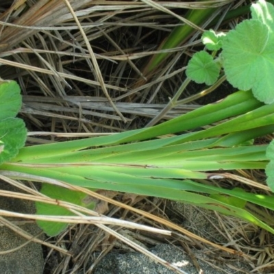 Dianella congesta