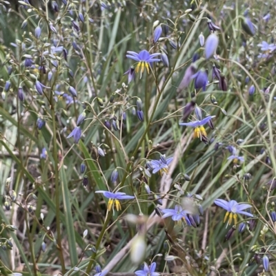 Dianella longifolia