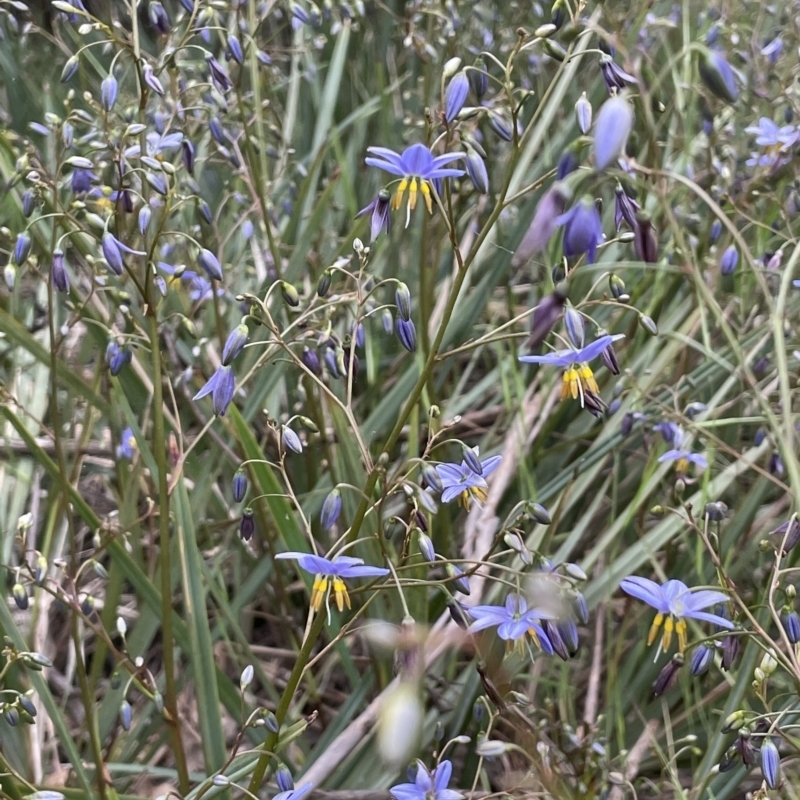 Dianella longifolia