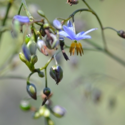 Dianella longifolia