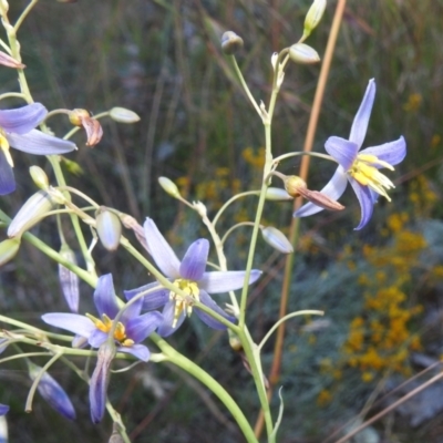 Dianella longifolia