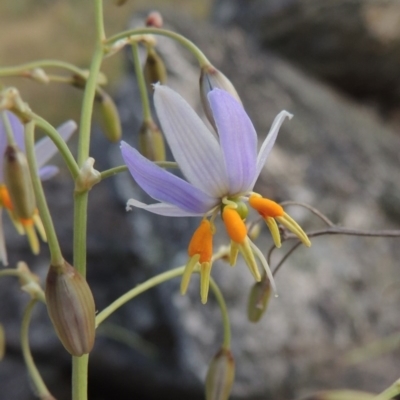 Dianella longifolia var. longifolia