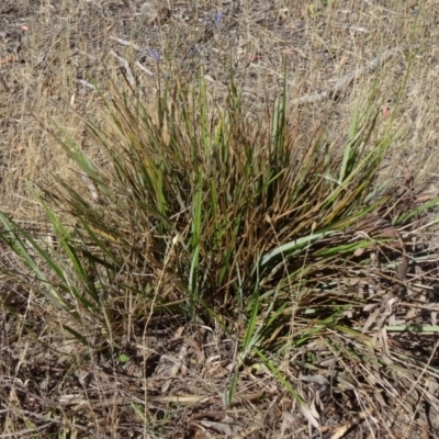 Dianella revoluta var. revoluta