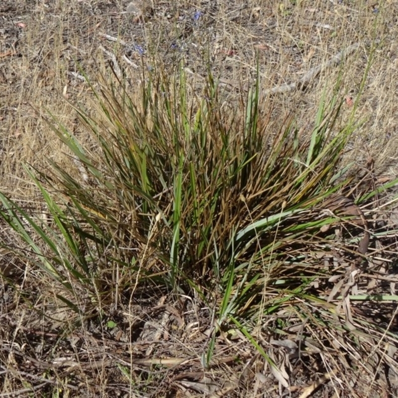 Dianella revoluta var. revoluta