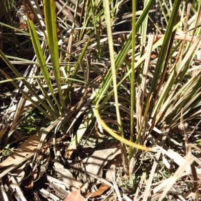 Dianella sp.