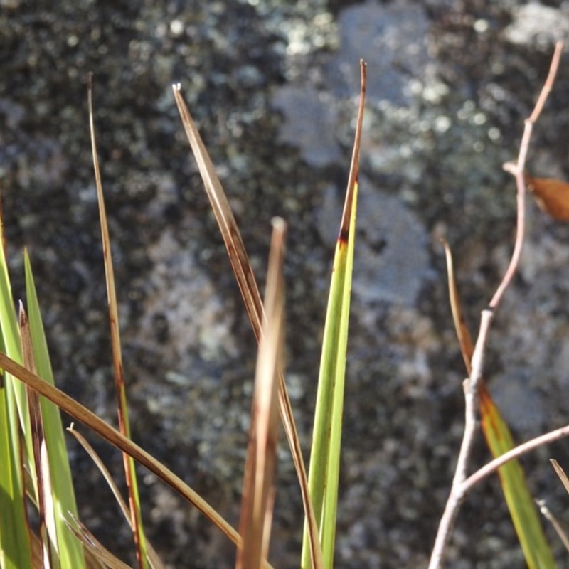 Dianella sp.