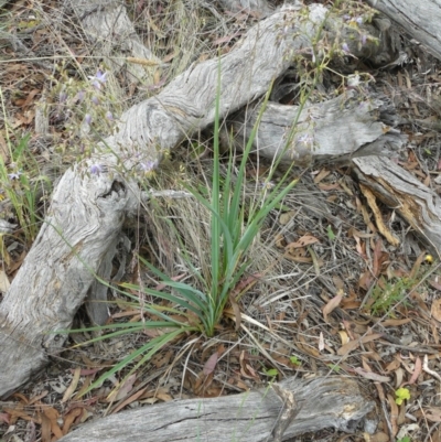 Dianella sp. aff. longifolia (Benambra)