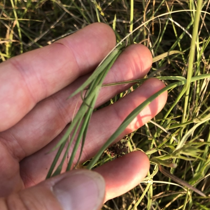 Dianthus armeria