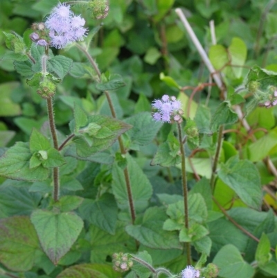 Ageratum houstonianum