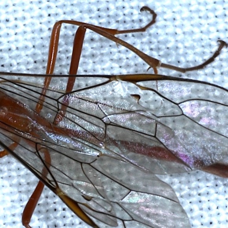 Dicamptus fuscicornis