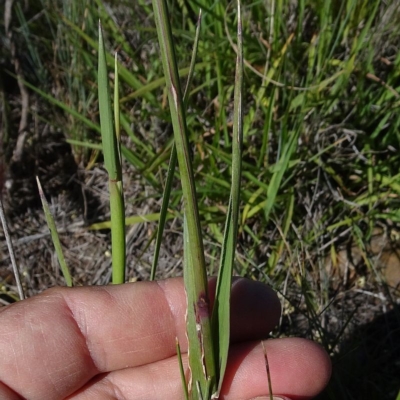 Dichelachne crinita