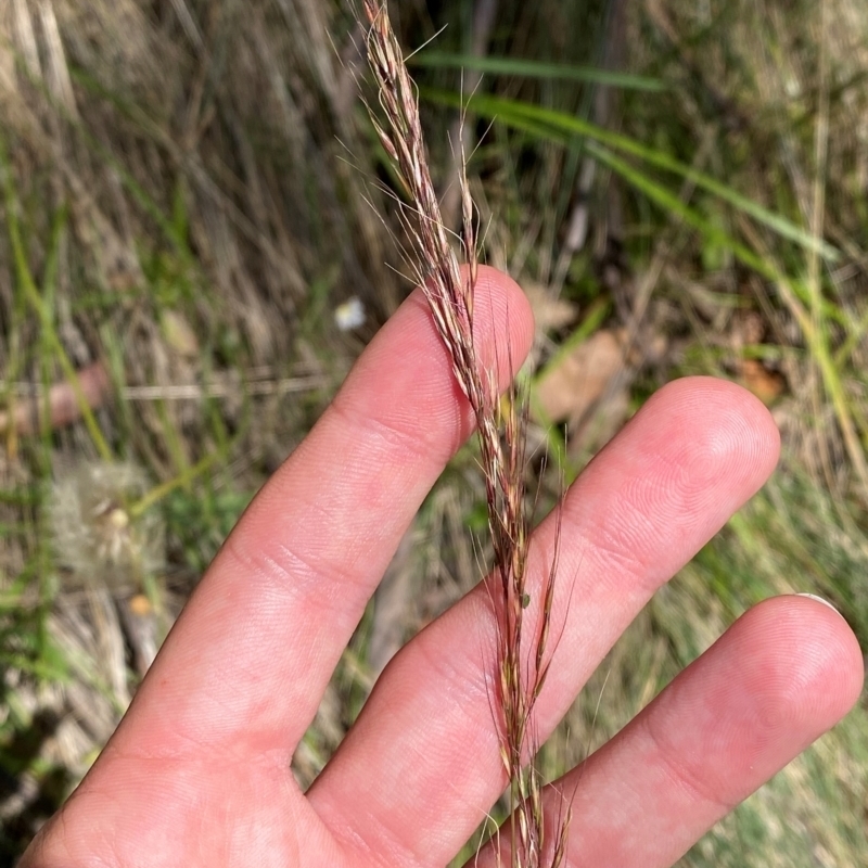 Dichelachne hirtella