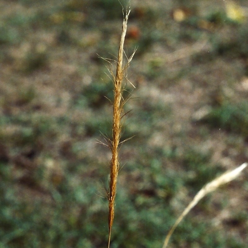 Dichelachne sieberiana