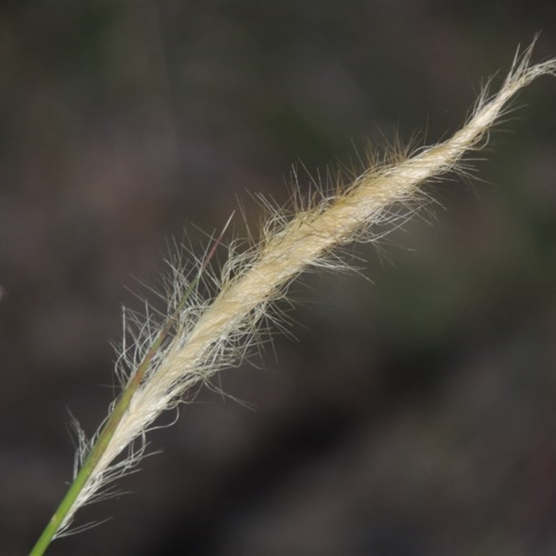 Dichelachne sp.