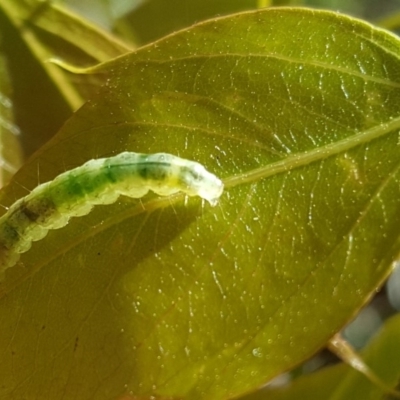 Dichocrocis clytusalis