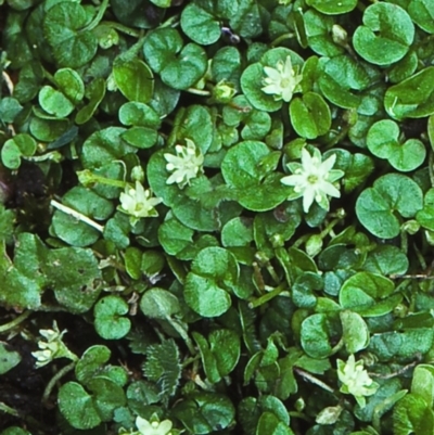 Dichondra repens