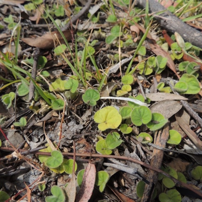 Dichondra repens