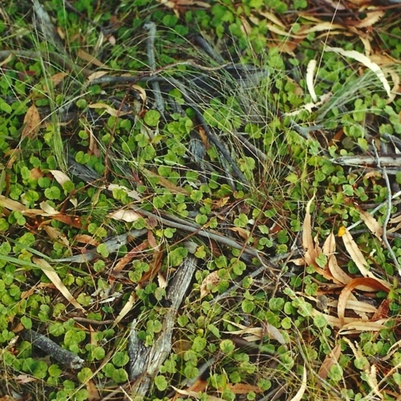 Dichondra repens