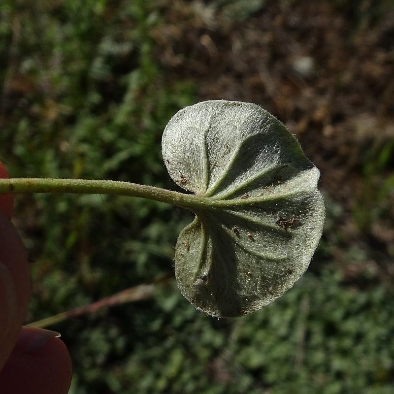 Dichondra sp. Inglewood (J.M.Dalby 86/93) Qld Herbarium