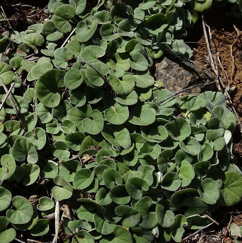 Dichondra sp. Inglewood (J.M.Dalby 86/93) Qld Herbarium