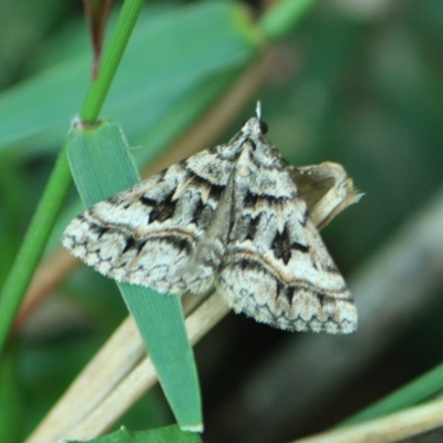 Dichromodes (genus)