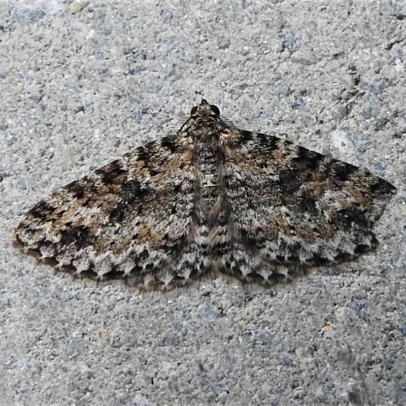 Dichromodes (genus)