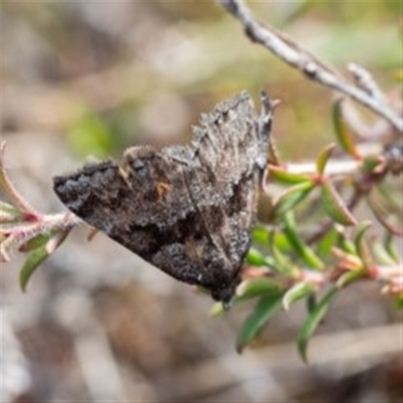 Dichromodes ainaria