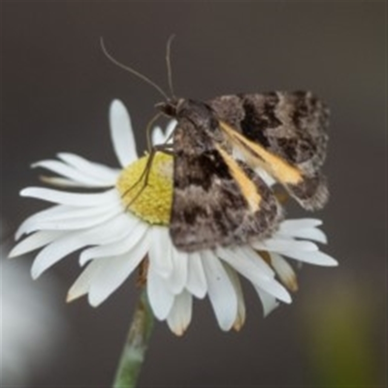 Dichromodes ainaria