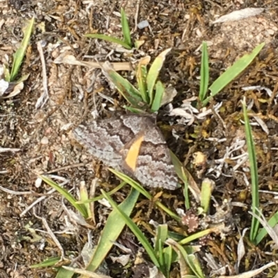 Dichromodes ainaria