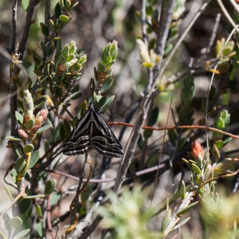 Dichromodes confluaria