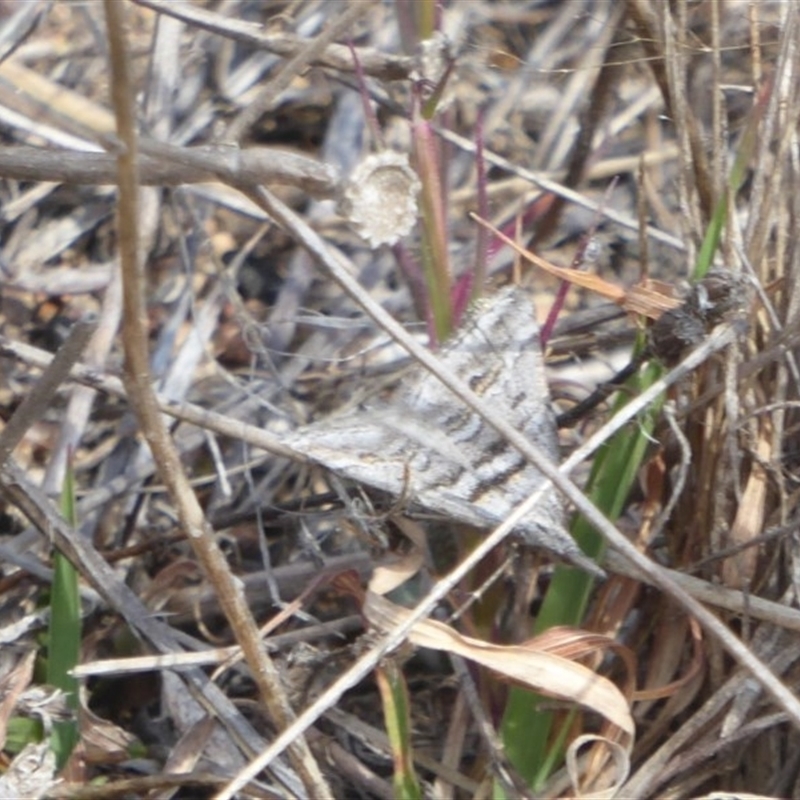 Dichromodes consignata