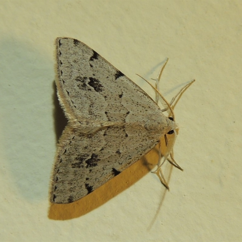 Dichromodes estigmaria