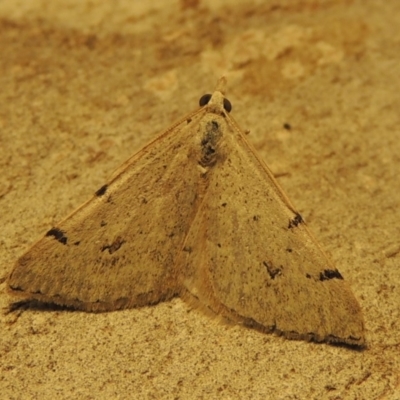 Dichromodes estigmaria